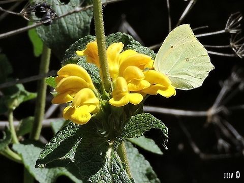 Gonepteryx cleopatra on Phlomis viscosa in Wadi Yagur Geotagged,Gonepteryx cleopatra,Israel,Spring