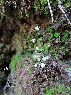 Saxifraga hederacea In the Alps you can find some really impressive and beautiful Saxifraga. in Israel we have only a modest small representative of this genus.  Geotagged,Israel,Saxifraga,Saxifraga hederacea,Spring
