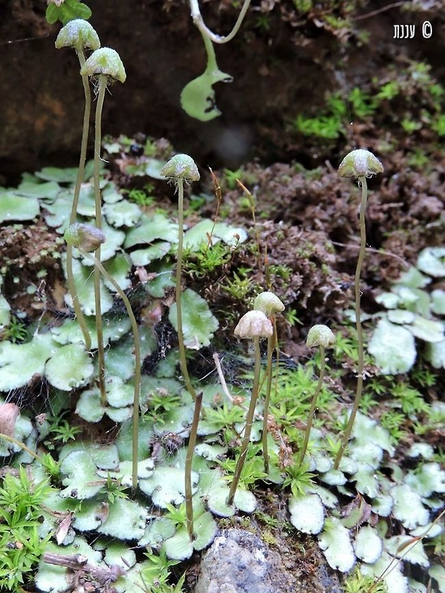 Reboulia hemisphaerica it was really cool, finding those little "mushroom heads" next to the miniature saxifraga... Geotagged,Israel,Reboulia hemisphaerica,Spring