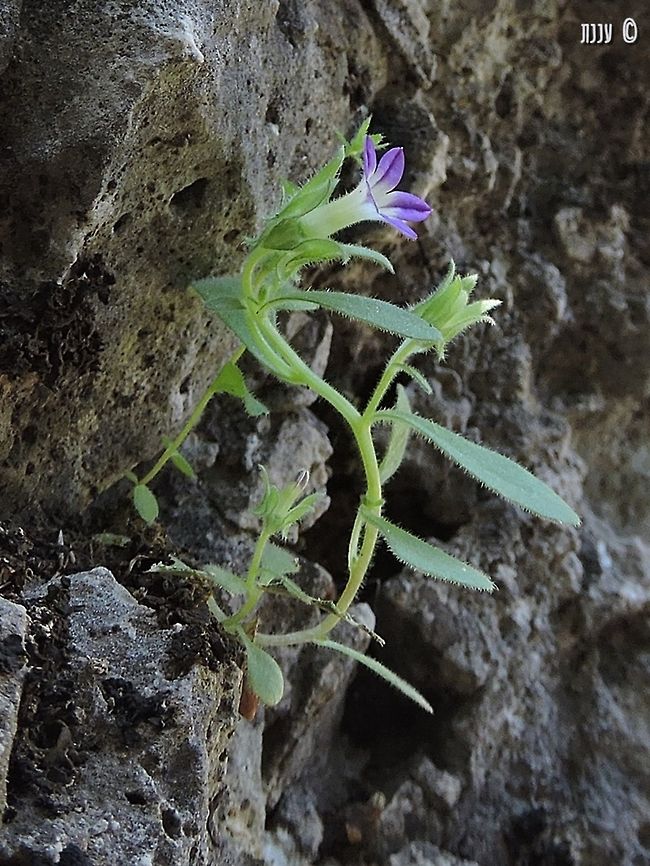 Campanula camptoclada, a rare species a small Campanula that grows in rocks.  Campanula,Campanula camptoclada,Geotagged,Israel,Spring