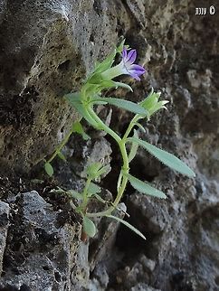 Campanula camptoclada, a rare species a small Campanula that grows in rocks.  Campanula,Campanula camptoclada,Geotagged,Israel,Spring