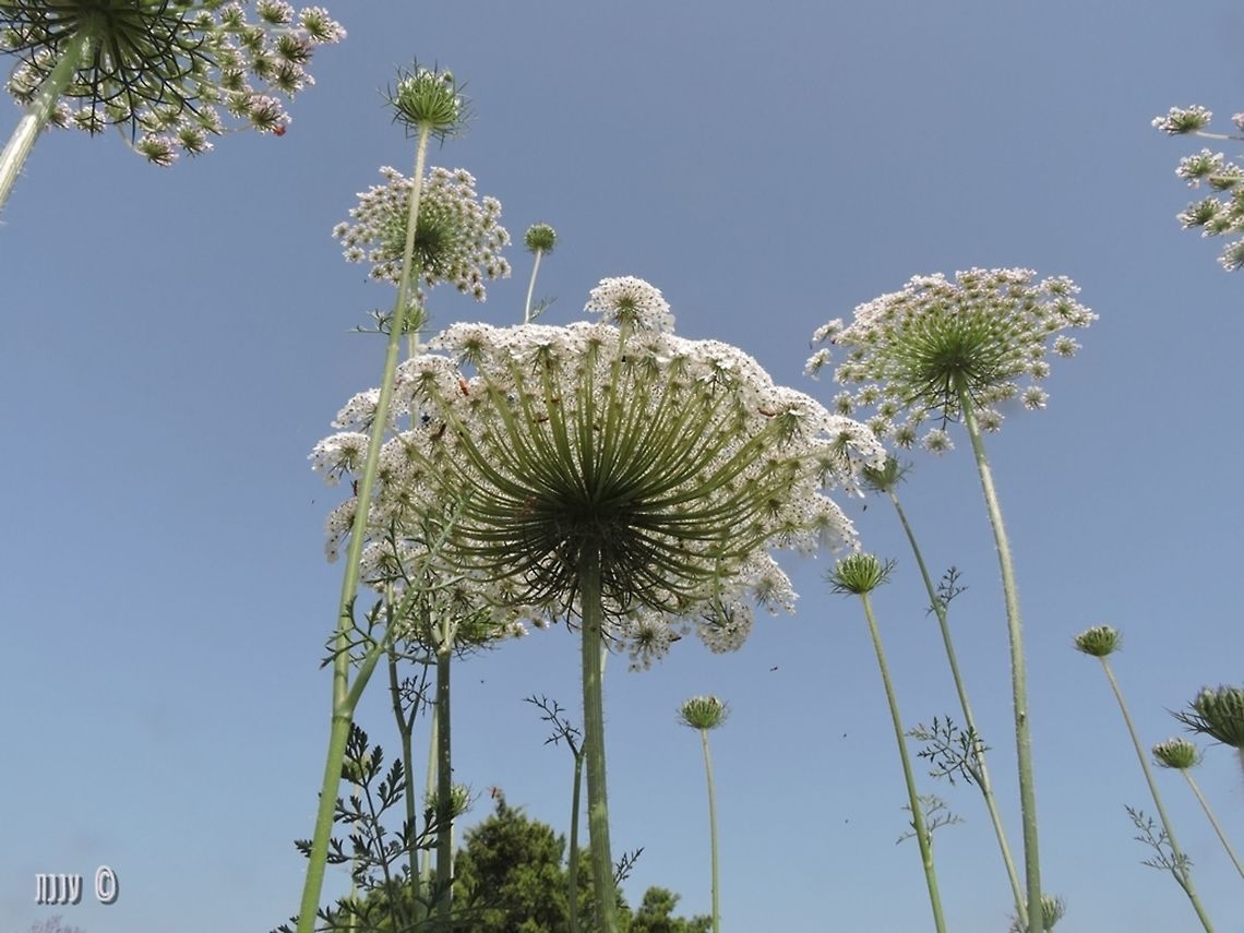 Wild Carrot - Daucus carota  Daucus carota,Geotagged,Israel,Spring,Wild carrot
