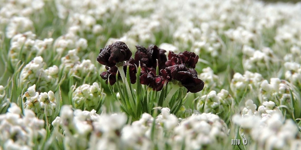 it's not a cluster of dark irises in a white field... but it&#039;s my favorite angle of the wild carrot Daucus carota,Geotagged,Israel,Spring,Wild carrot