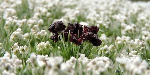 it's not a cluster of dark irises in a white field... but it's my favorite angle of the wild carrot Daucus carota,Geotagged,Israel,Spring,Wild carrot