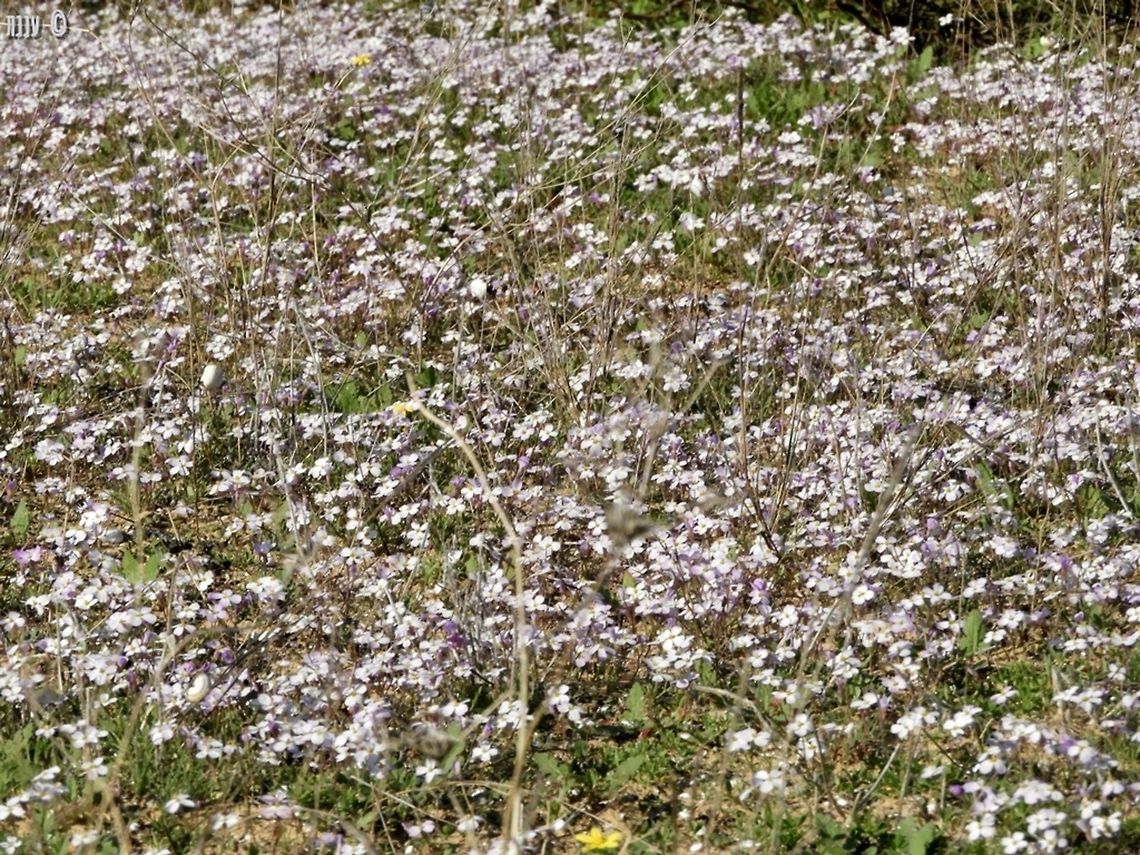 Maresia pulchella This small Crusiferae plant is extra nice when they form their pink &quot;carpets&quot; Fall,Geotagged,Israel,Maresia pulchella