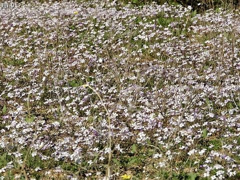Maresia pulchella This small Crusiferae plant is extra nice when they form their pink "carpets" Fall,Geotagged,Israel,Maresia pulchella