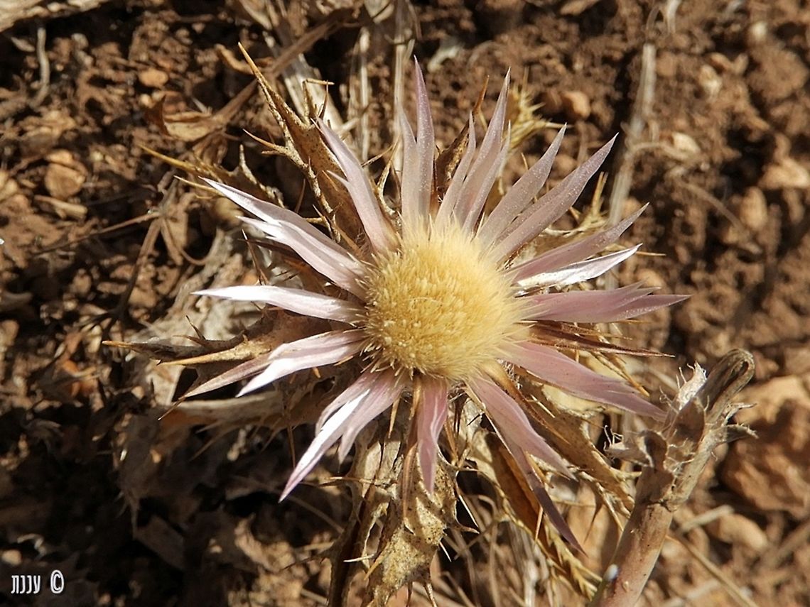 Carlina lanata It was a hot summer day, reaching 40 celsius degrees, but I wanted to see these Carlinas!  Carlina lanata,Geotagged,Israel,Summer