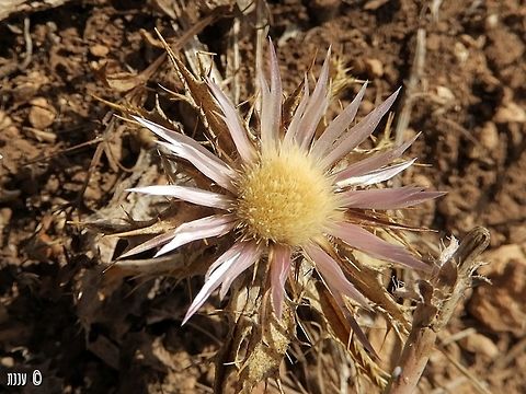 Carlina lanata It was a hot summer day, reaching 40 celsius degrees, but I wanted to see these Carlinas!  Carlina lanata,Geotagged,Israel,Summer