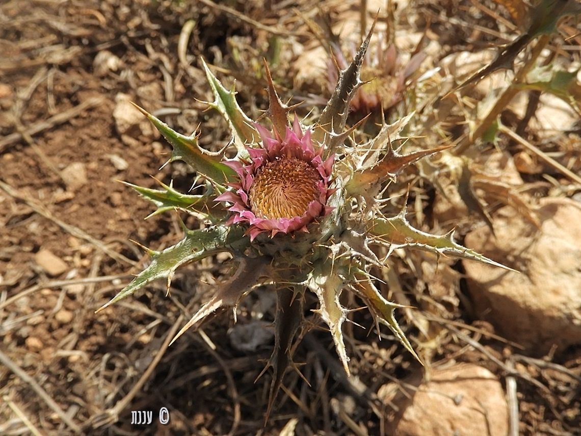 Carlina lanata  Carlina lanata,Geotagged,Israel,Summer