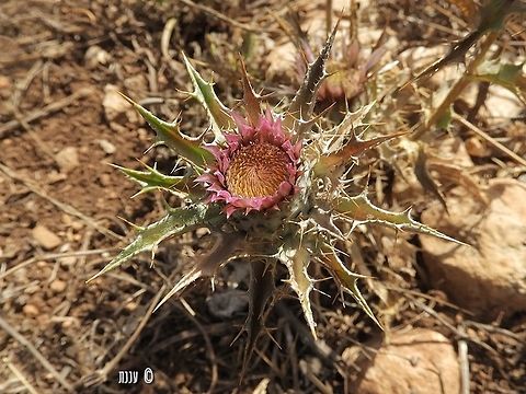 Carlina lanata  Carlina lanata,Geotagged,Israel,Summer