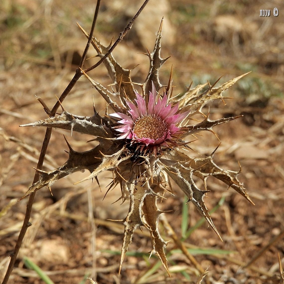 Carlina lanata  Carlina lanata,Geotagged,Israel,Summer