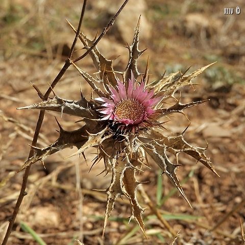 Carlina lanata  Carlina lanata,Geotagged,Israel,Summer
