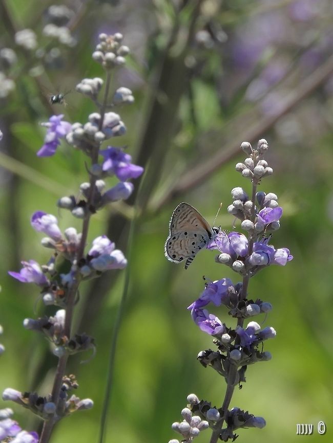 Azanus jesous on Vitex agnus-castus African babul blue,Azanus jesous,Geotagged,Israel,Spring
