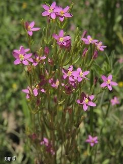Centaurium erythraea  Centaurium erythraea,Geotagged,Israel,Spring