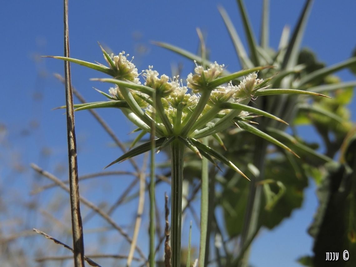 Exoacantha heterophylla  Exoacantha heterophylla,Geotagged,Israel,Spring