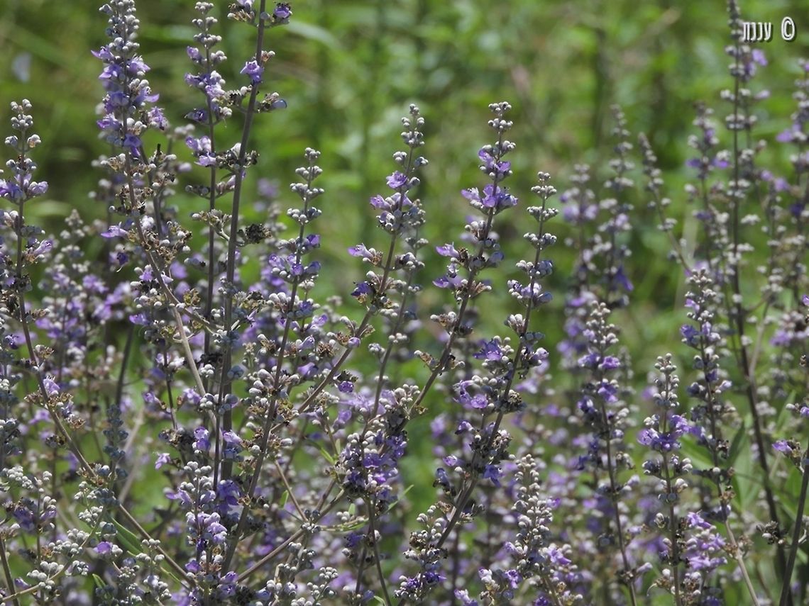 Vitex agnus-castus Attracting many butterflies and bees Geotagged,Israel,Spring,Vitex agnus-castus,agnus-castus
