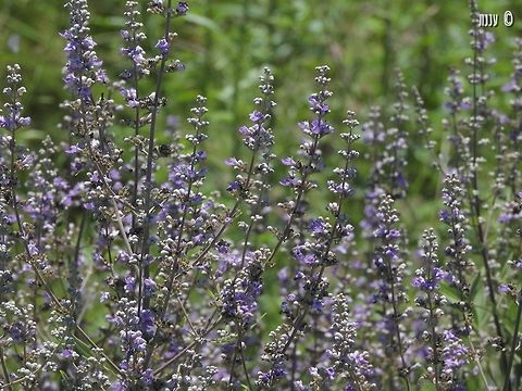 Vitex agnus-castus Attracting many butterflies and bees Geotagged,Israel,Spring,Vitex agnus-castus,agnus-castus