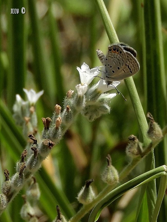 Freyeria trochylus trochylus on Heliotropium  Chilades trochylus,Geotagged,Grass jewel,Israel,Spring