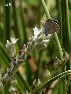 Freyeria trochylus trochylus on Heliotropium  Chilades trochylus,Geotagged,Grass jewel,Israel,Spring