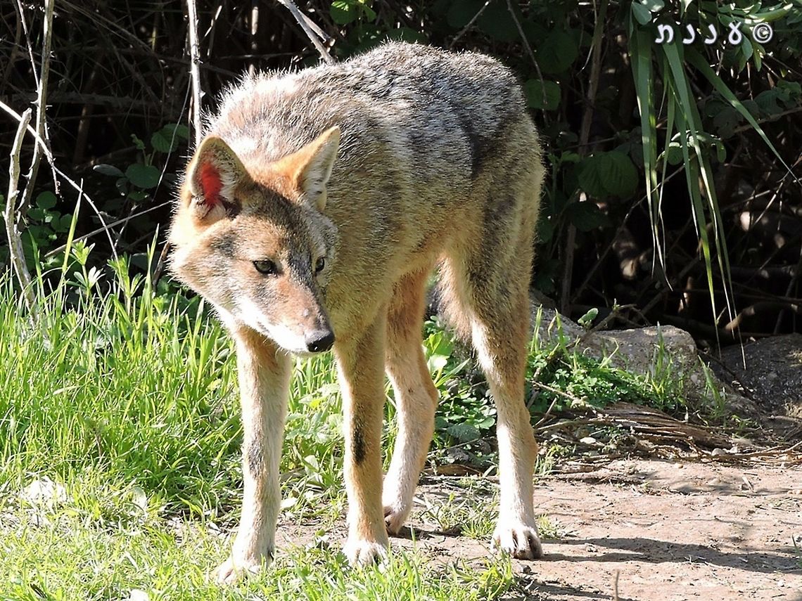 Golden Jackal it was actually a little sad to meet this jackal. it has long forgotten about being a wild animal - living in a park in the middle of Tel Aviv, it relies on human food and waste.  Canis aureus,Geotagged,Golden jackal,Israel,Winter