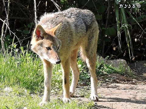 Golden Jackal it was actually a little sad to meet this jackal. it has long forgotten about being a wild animal - living in a park in the middle of Tel Aviv, it relies on human food and waste.  Canis aureus,Geotagged,Golden jackal,Israel,Winter