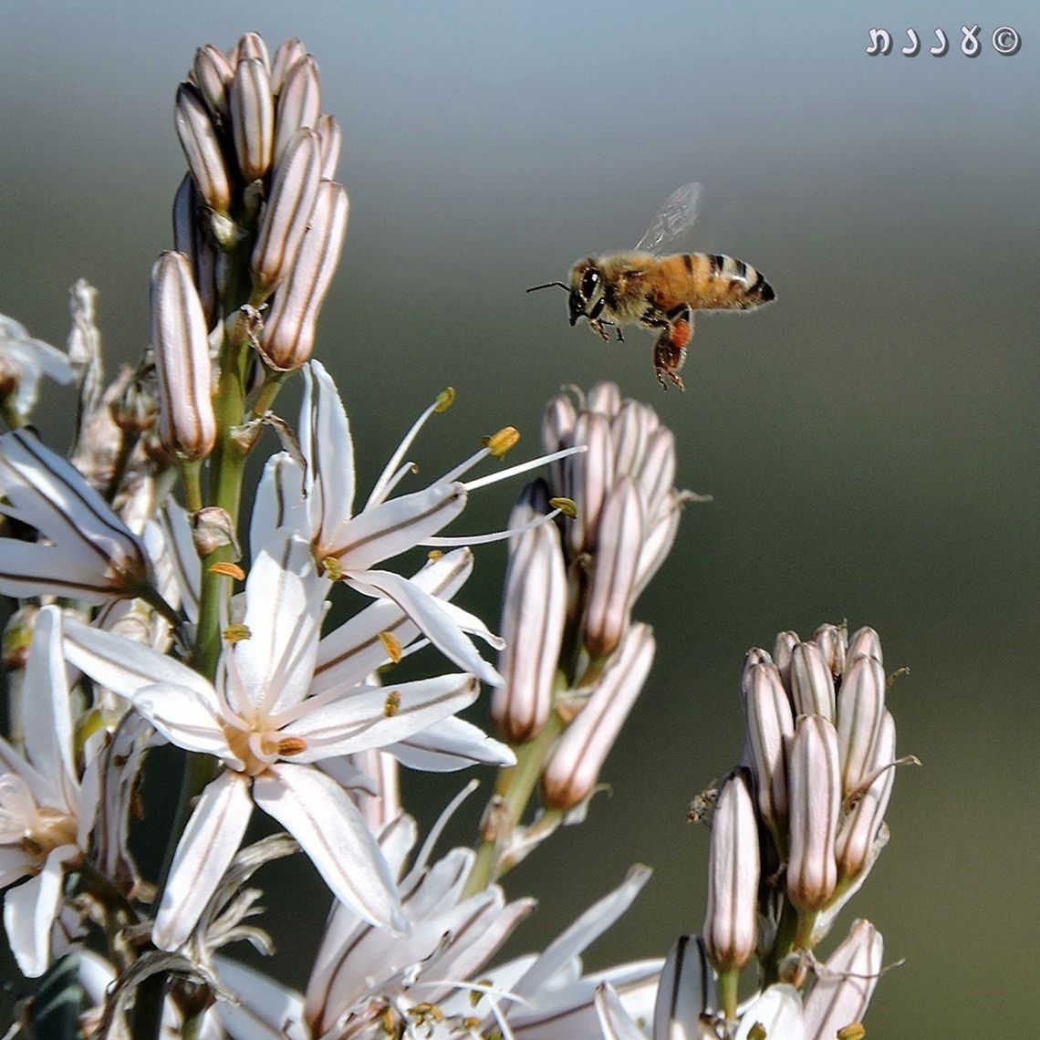 prepare for landing! Apis mellifera going to Asphodelus ramosus Apis mellifera,Asphodelus ramosus,Branched asphodel,Geotagged,Israel,Winter,honey bee