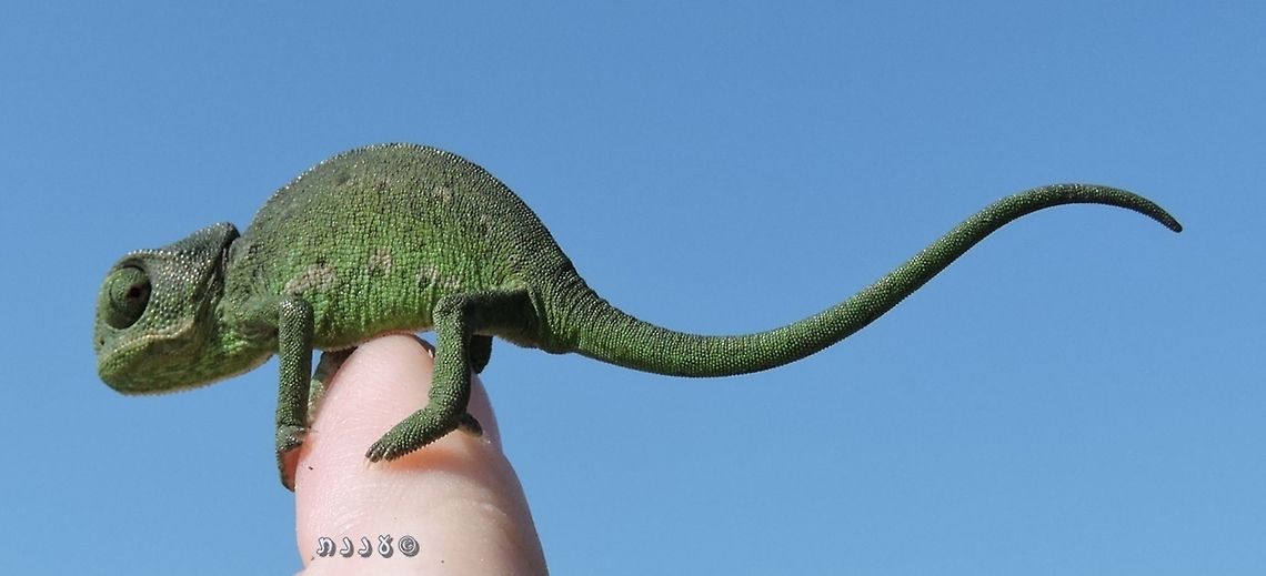 a baby chameleon Chamaeleo chamaeleon <br />
I gave it a bit of a scare, holding it on my finger. but then I returned it to the safety of the shruberries.  Chamaeleo chamaeleon,Common Chameleon,Geotagged,Israel,Winter