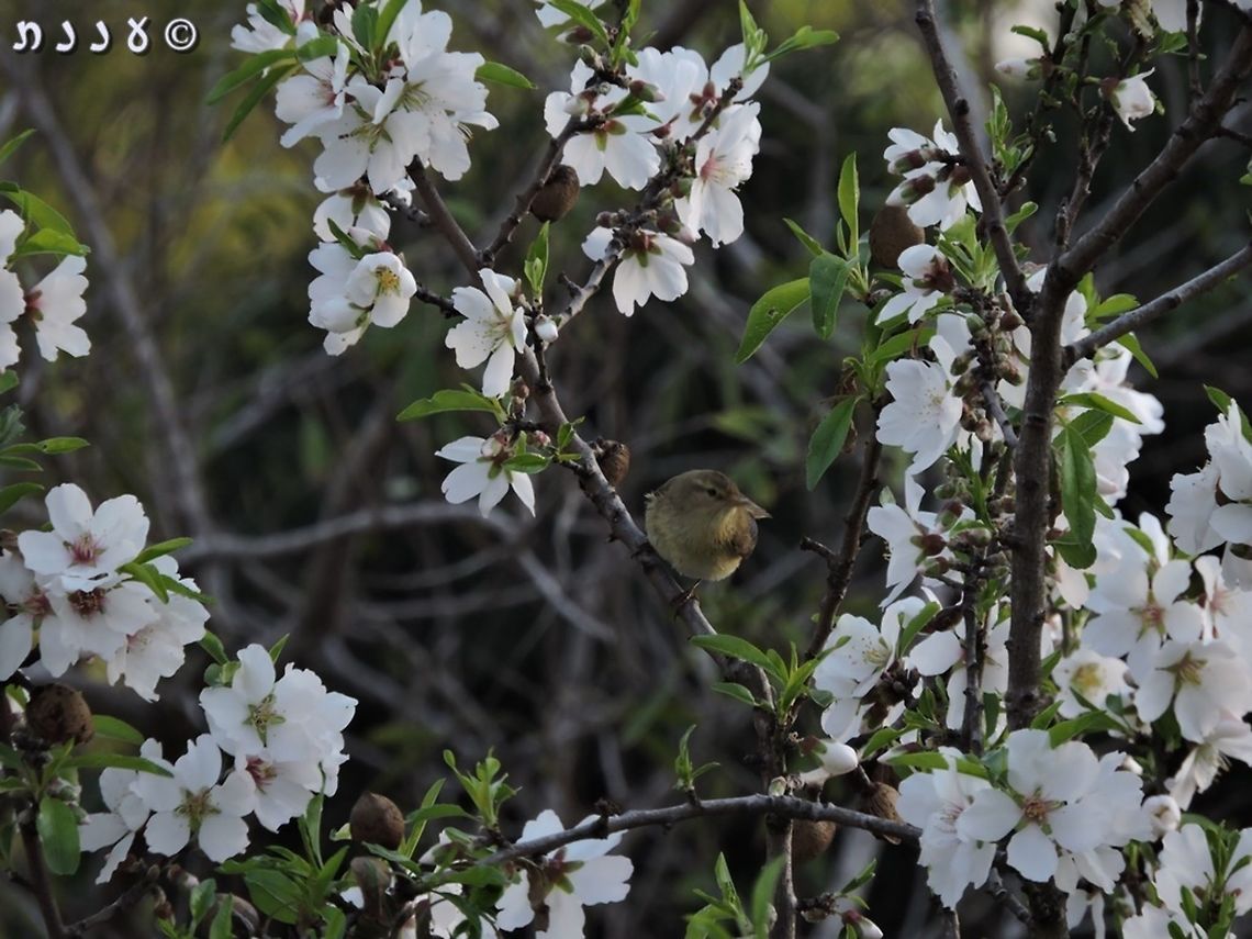 A common Chiffchaff enjoying Almond nectar  Almond,Geotagged,Israel,Prunus dulcis,Winter,almond,dulcis