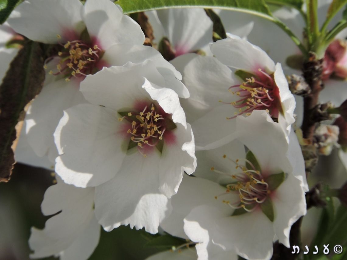 Amygdalus communis This tree is in my mother's backyard. As a child I spent many hours sitting among its branches...  Almond,Geotagged,Israel,Prunus dulcis,Winter,almond,dulcis