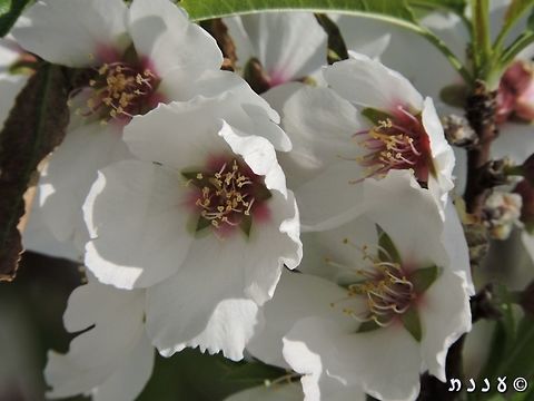 Amygdalus communis This tree is in my mother's backyard. As a child I spent many hours sitting among its branches...  Almond,Geotagged,Israel,Prunus dulcis,Winter,almond,dulcis