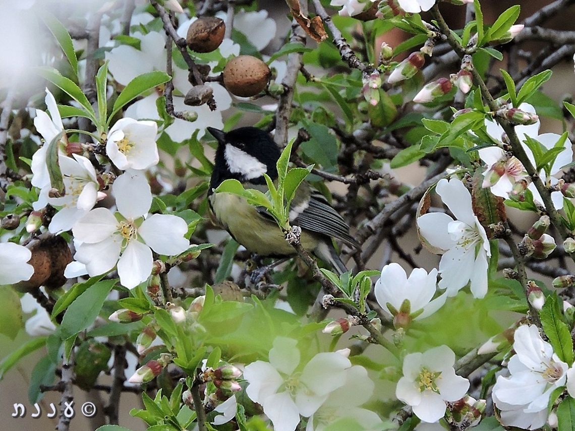Great tit enjoying the Almond nectar Parus major on Amygdalus communis  Almond,Geotagged,Israel,Prunus dulcis,Winter,almond,dulcis