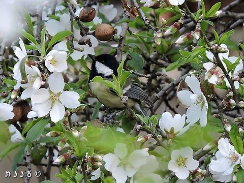 Great tit enjoying the Almond nectar Parus major on Amygdalus communis  Almond,Geotagged,Israel,Prunus dulcis,Winter,almond,dulcis