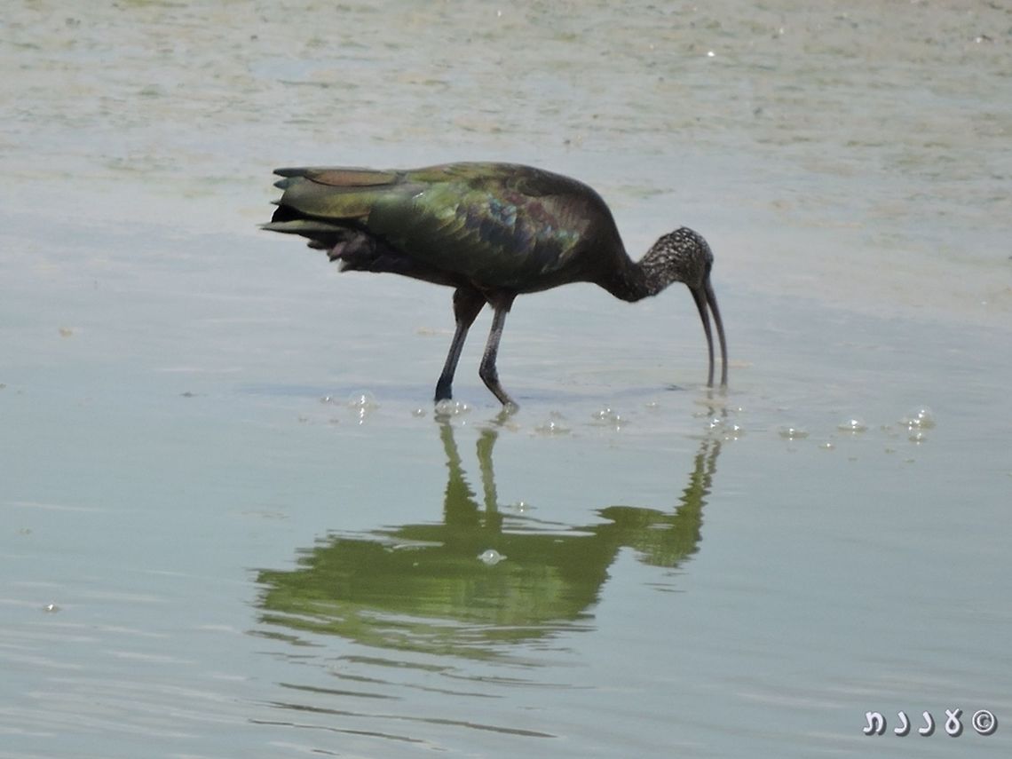 Glossy Ibis Plegadis falcinellus Geotagged,Glossy Ibis,Israel,Plegadis falcinellus,Summer