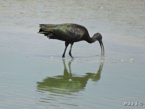 Glossy Ibis Plegadis falcinellus Geotagged,Glossy Ibis,Israel,Plegadis falcinellus,Summer