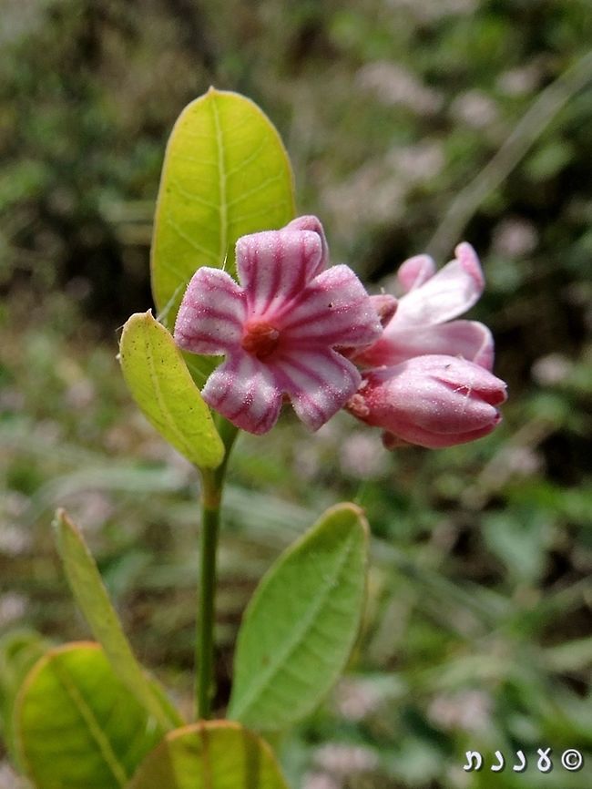 Poisonous, but with a wonderful scent Trachomitum venetum - smell it, don't eat it! Apocynum venetum,Geotagged,Israel,Summer