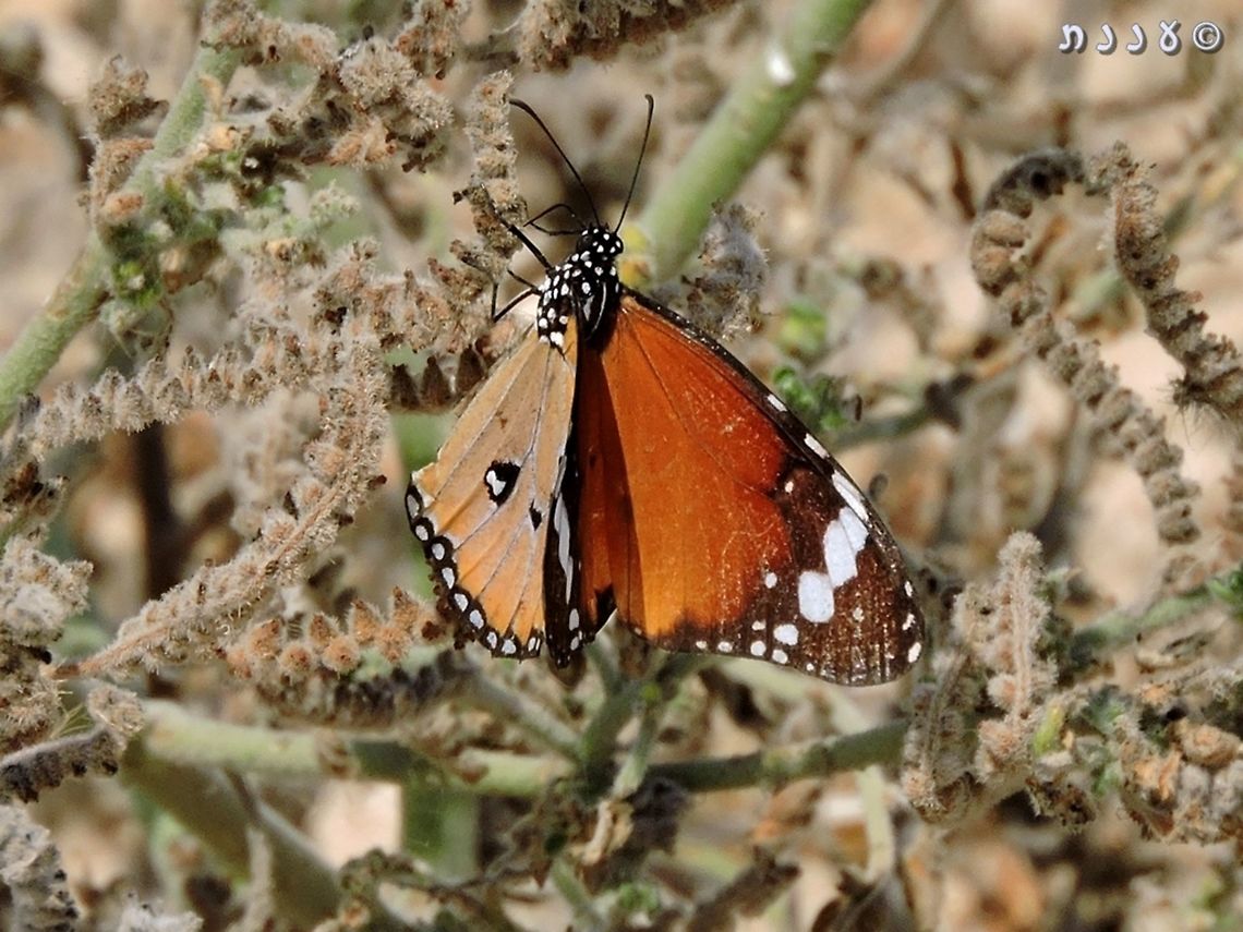 Danaus chrysippus (Male) the male has an additional black spot with white center in the lower wing. the female has only 3 black spots.  African Monarch,Danaus chrysippus,Geotagged,Israel,Summer