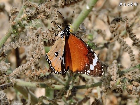 Danaus chrysippus (Male) the male has an additional black spot with white center in the lower wing. the female has only 3 black spots.  African Monarch,Danaus chrysippus,Geotagged,Israel,Summer