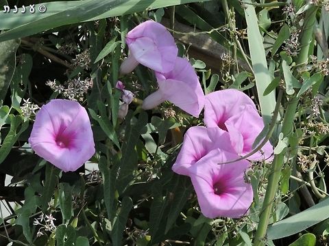 Ipomoea sagittata a real summer-beauty Geotagged,Ipomoea sagittata,Israel,Summer,sagittata