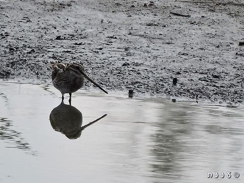 Common snipe  Common snipe,Gallinago gallinago,Geotagged,Israel,Summer