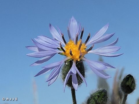 Volutaria crupinoides I love the blue-on-blue here :-)  Israel,Volutaria crupinoides