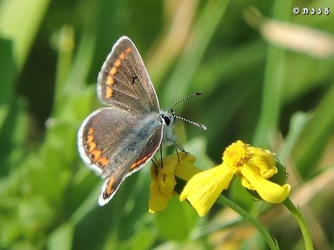 Aricia agestis  Aricia agestis,Brown Argus,Israel