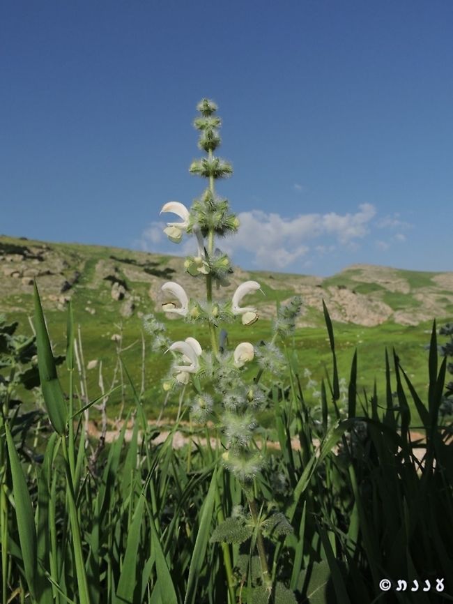 Salvia dominica in the Jordan valley Israel,Salvia dominica