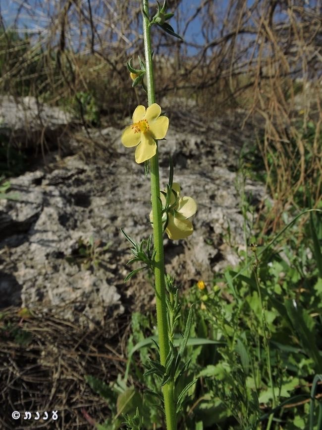 Verbascum orientale  Israel,Verbascum orientale