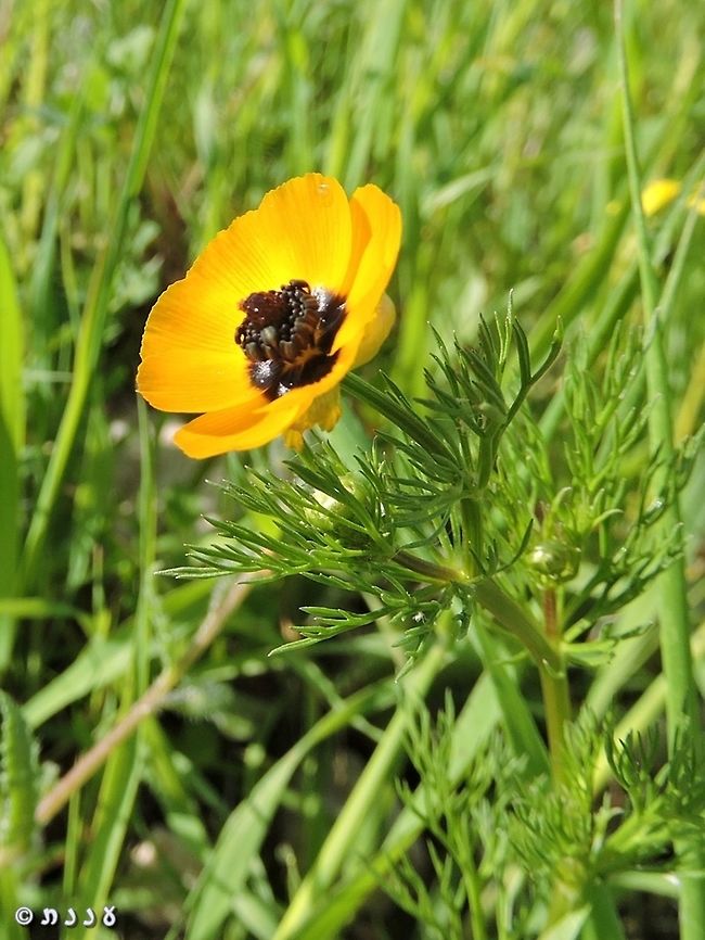 Adonis dentata  Adonis dentata,Israel