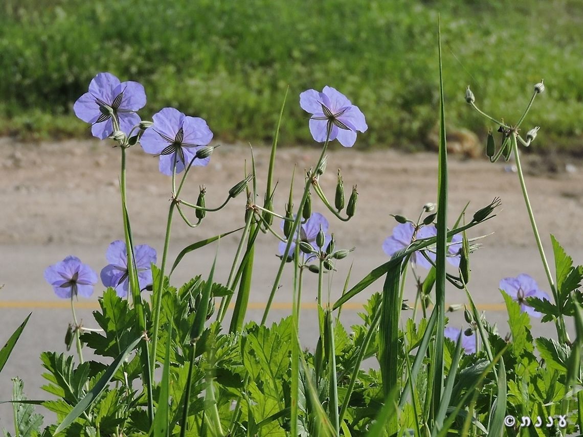 Erodium gruinum  Erodium gruinum,Israel