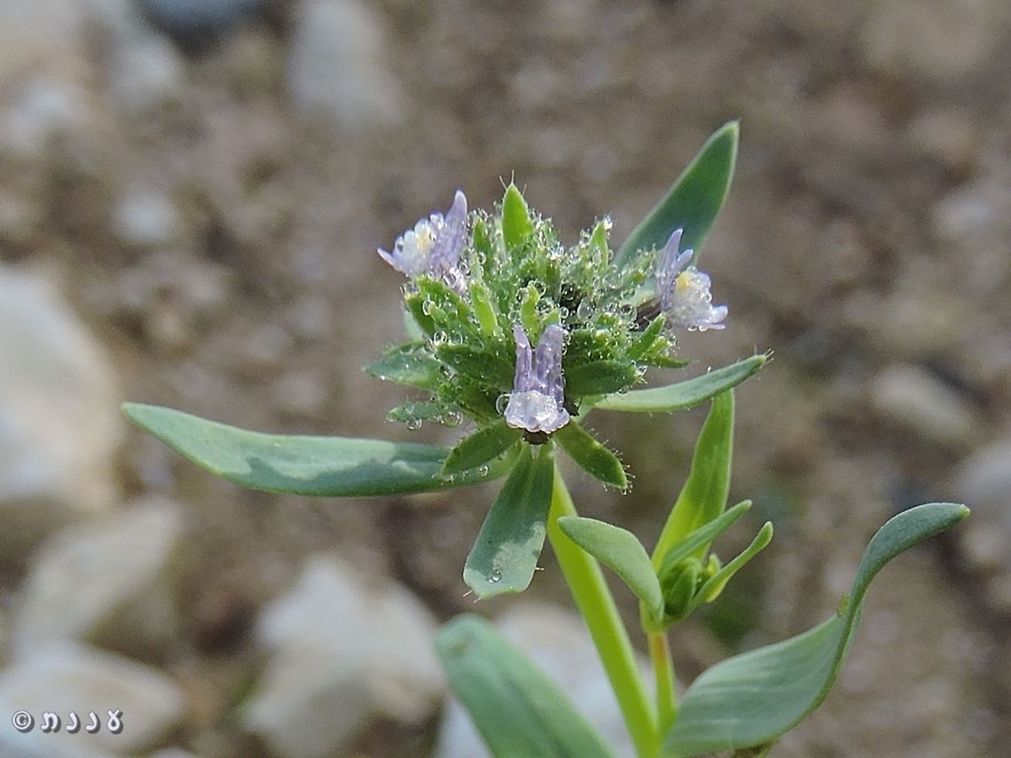 morning dew makes everything nicer Linaria micrantha with morning dew Israel,Linaria micrantha