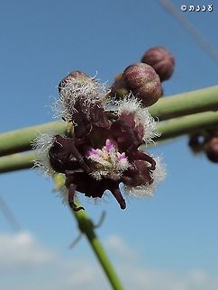 Periploca aphylla these spidery flowers are incredible :-)  Israel,Periploca aphylla