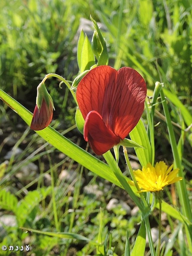 red hearts Lathyrus pseudocicera - the red Lathyrus - has flowers that resemble little red hearts :-)  Israel,Lathyrus pseudocicera,red heart