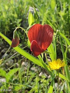 red hearts Lathyrus pseudocicera - the red Lathyrus - has flowers that resemble little red hearts :-)  Israel,Lathyrus pseudocicera,red heart