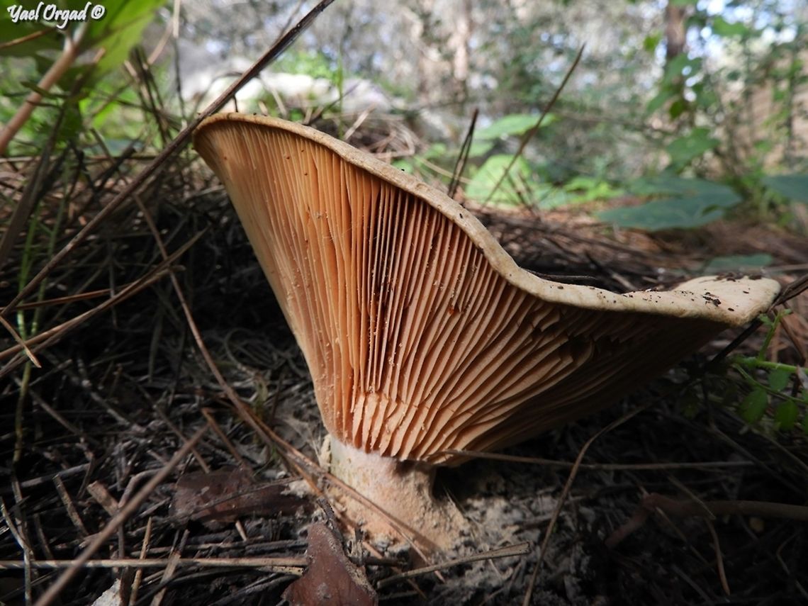 Saffron Milkcap - Lactarius deliciosus my favorite mushroom to gather and eat :-) <br />
this one ended up in a lovely quiche.  Geotagged,Israel,Lactarius deliciosus,Saffron Milkcap,Winter,mmmm :-)